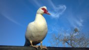 muscovy duckjs