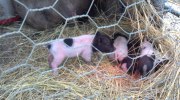 pigs and piglets
